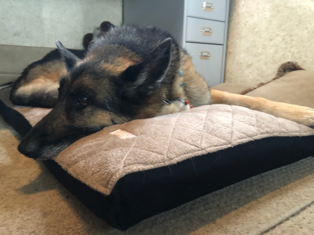 Tripawd orthopedic dog bed