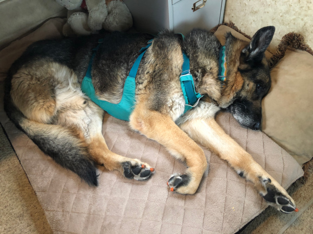 best Tripawd dog bed