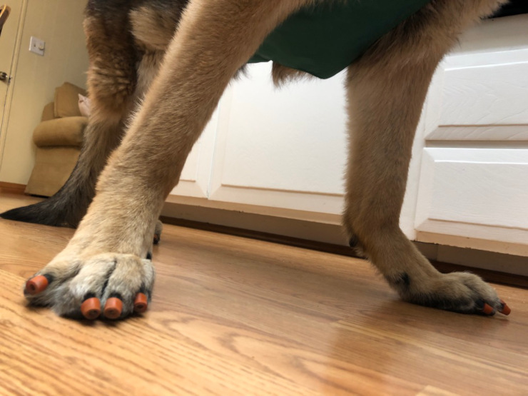 Nail Grips for Dogs - Instant Traction on Wood/Hardwood Floors