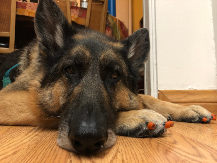 Dr. Buzby's ToeGrips - Tripawds Gear