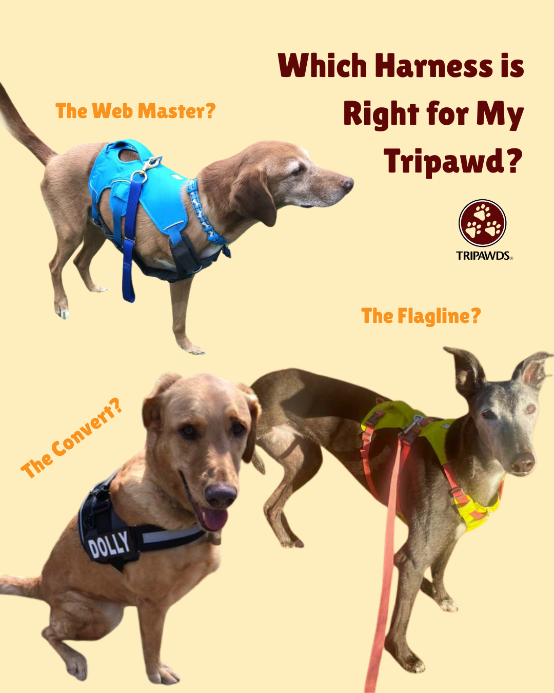 What is the best harness for an amputee dog
