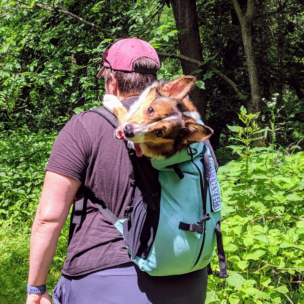 Tripawd hike dog back pack