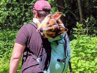 Tripawd hike dog back pack