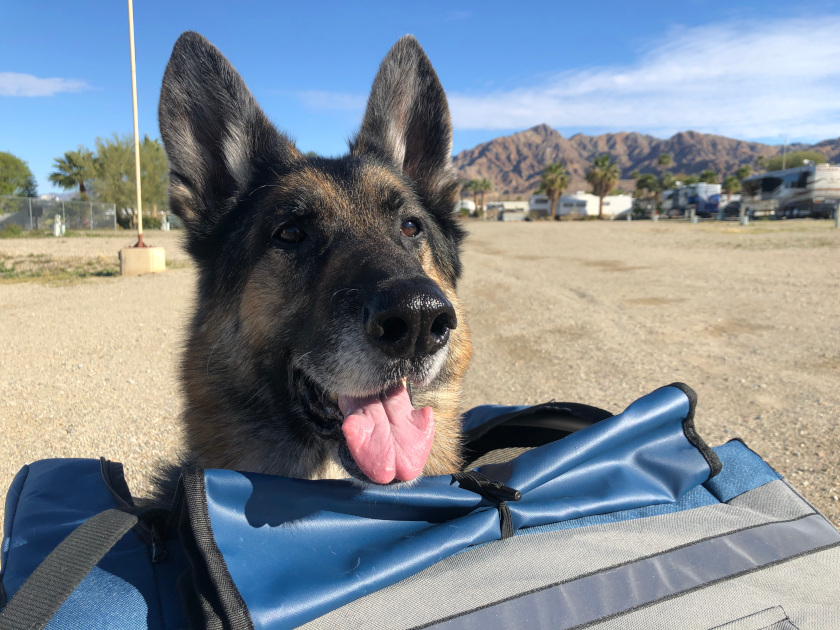 Happy Tripawd Dog Stroller