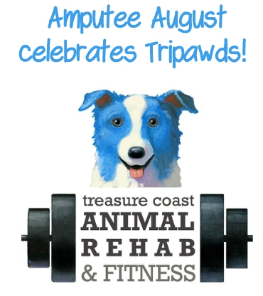 Amputee August Tripawd Exercise