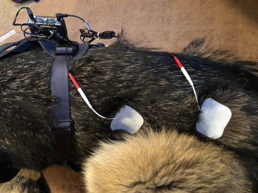 Tens unit dog store collar