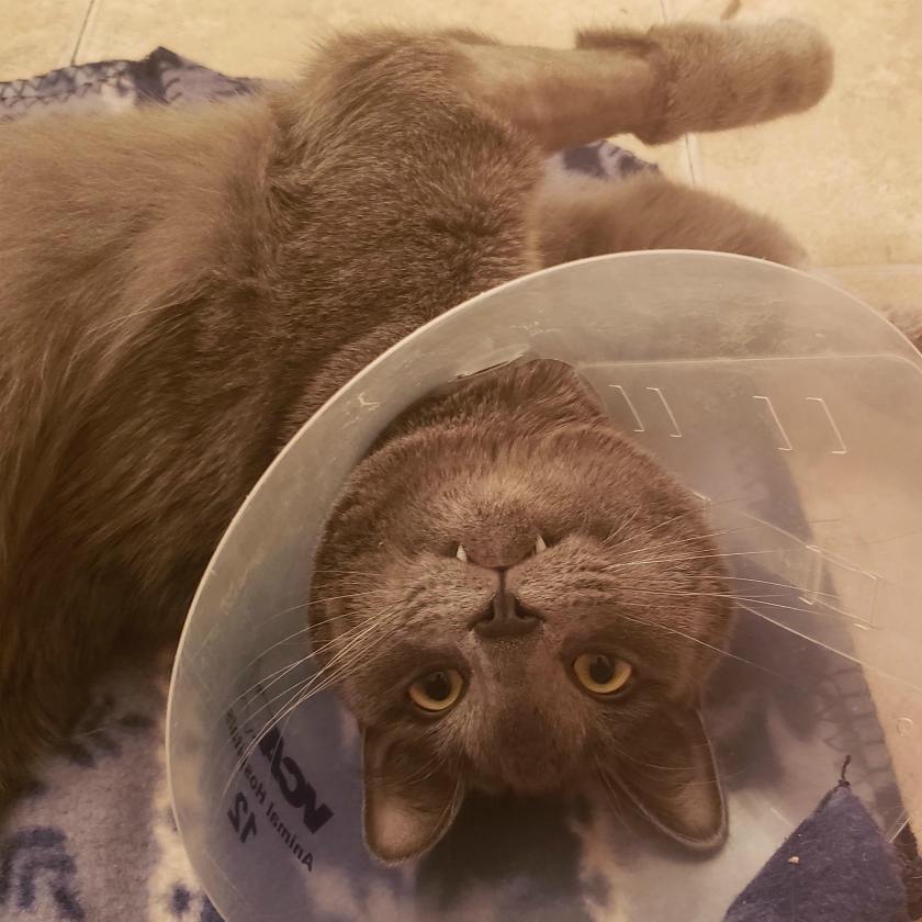 Cat cone deals of shame