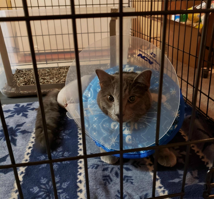 Cat with cone outlet of shame