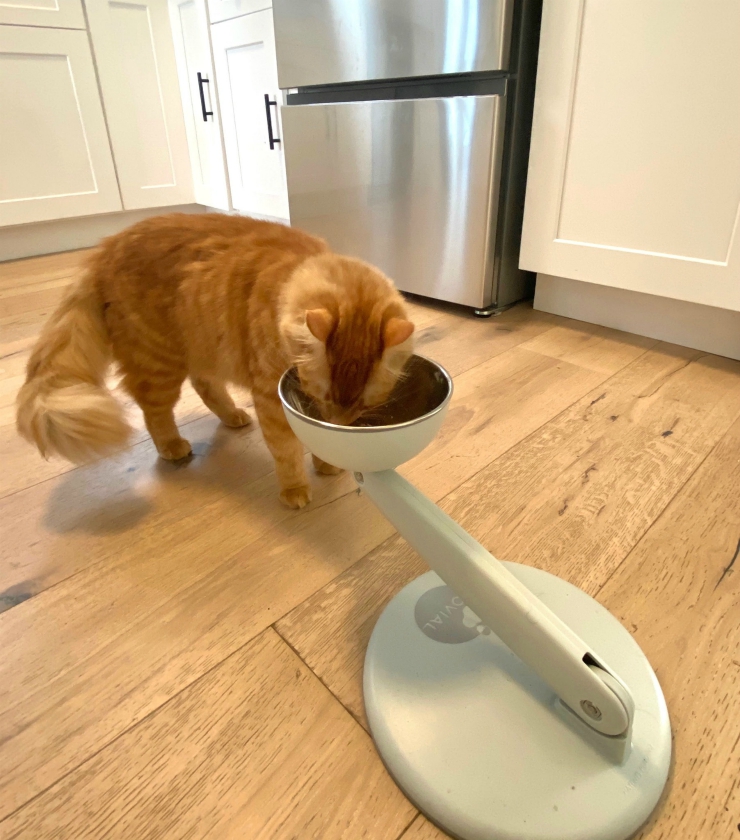 Jovibowl raised pet feeder