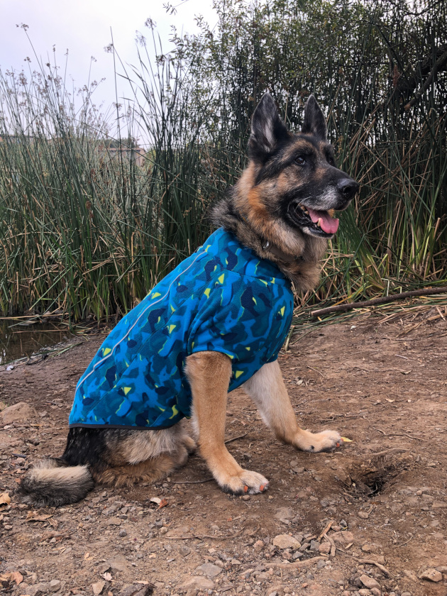 Best Tripawd Dog Sweater