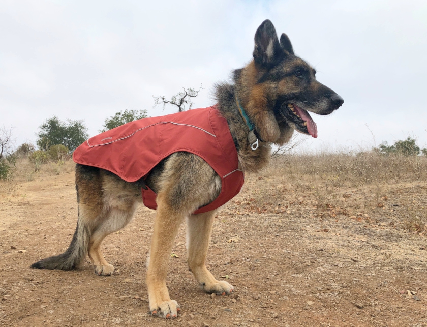 best Tripawd dog jacket