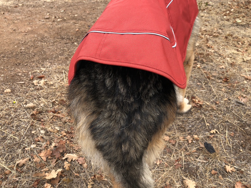 Winter Tripawd Dog Jackets by Ruffwear are Here Tripawds Gear