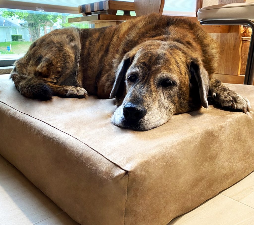 Tripawds Big Barker Dog Bed Giveaway