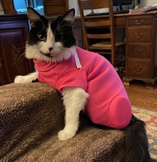 cat surgery recovery suit