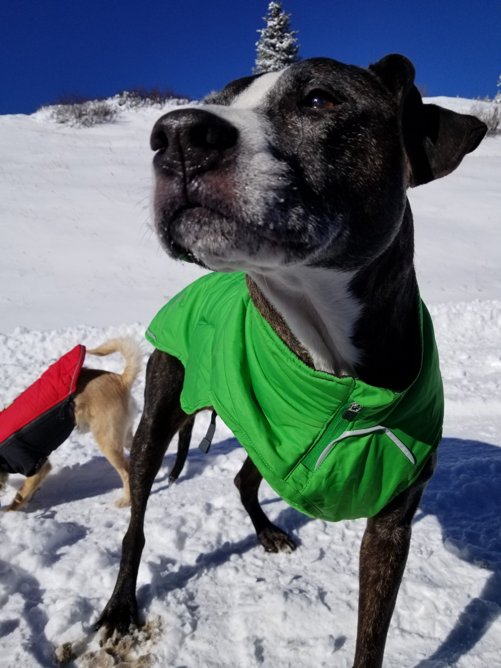 Tripawd Tips for Snow and Ice