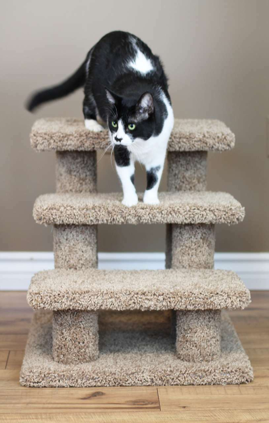 amputee cat pet stairs