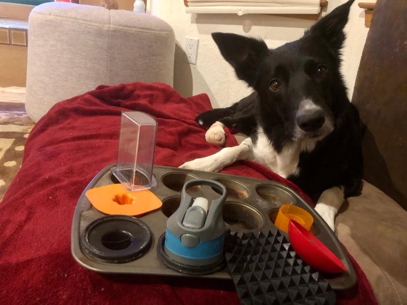 DIY dog recovery games