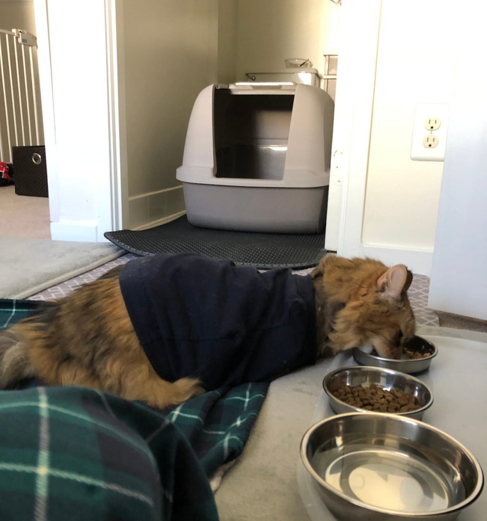 litter box for 3-legged cats