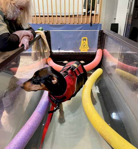 amputee dog water therapy
