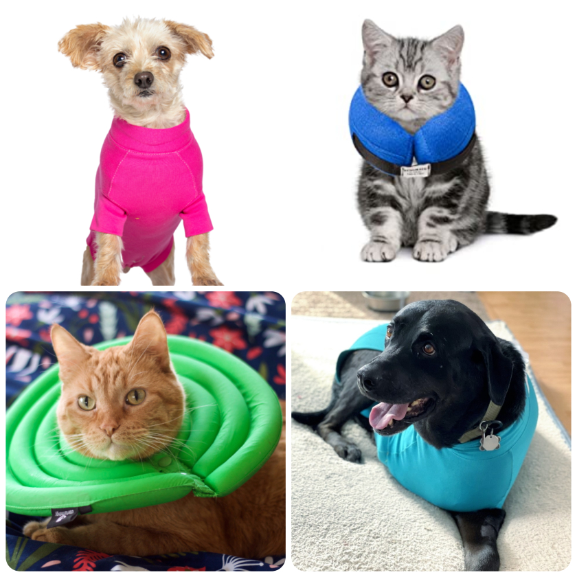 Top Three Pet Recovery Cone Alternatives for Tripawds Tripawds Gear