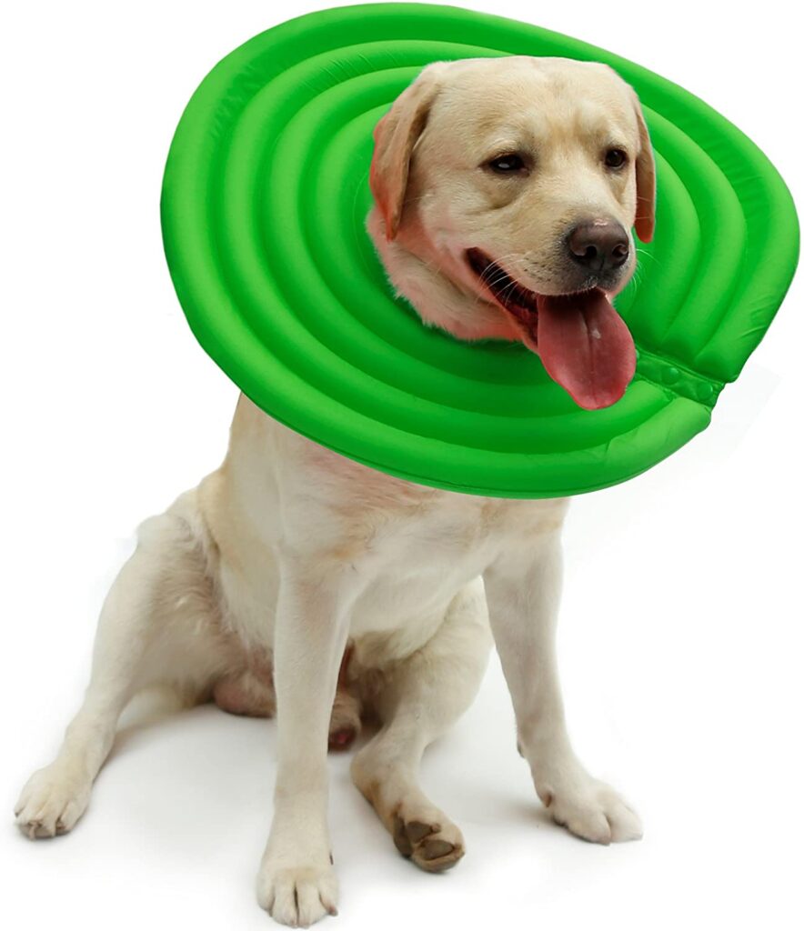 dog wears recovery cone alternative