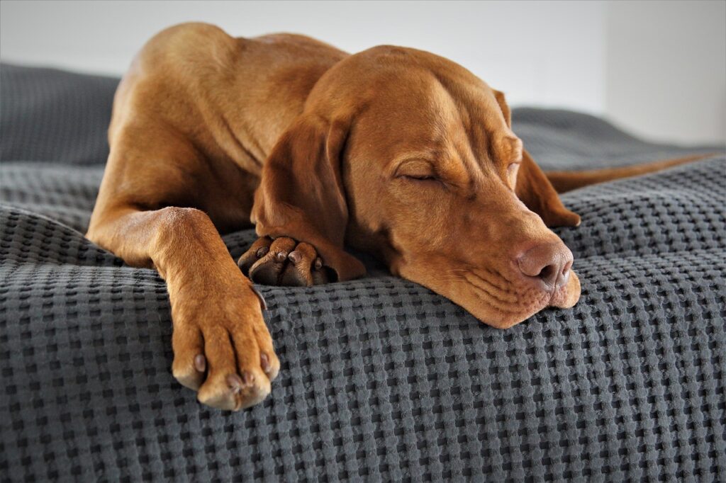 dog sleeping in bed