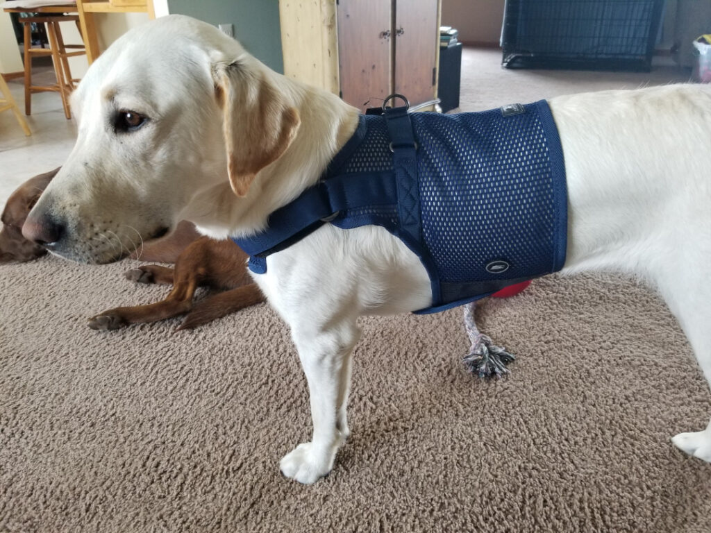 Does Sleepypod Martingale Harness fit Tripawds?