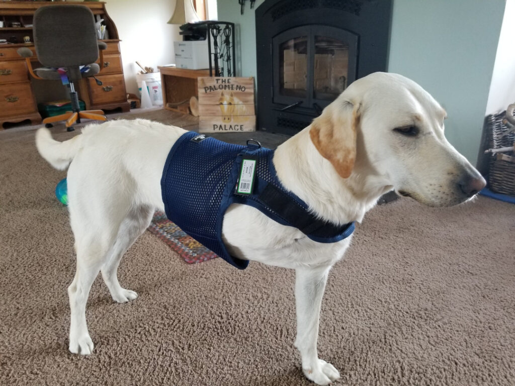 Martingale harness for front leg Tripawds