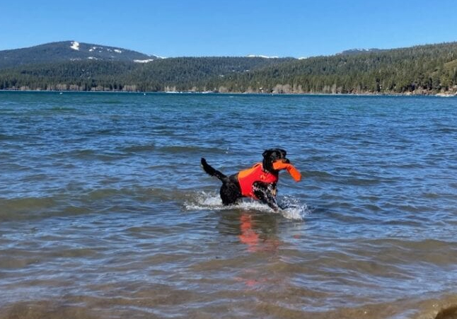 Tripawd safety swimming tips