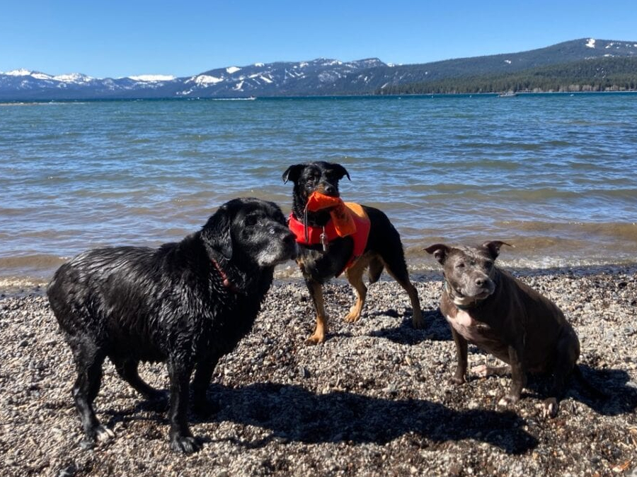 Tripawd life vest safety