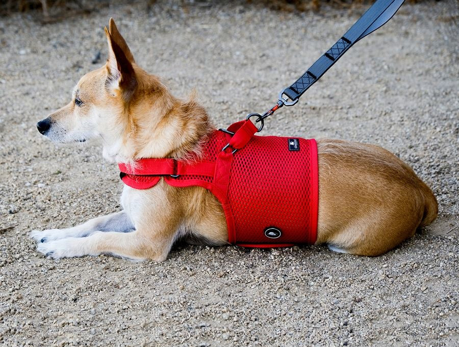 Martingale dog harness best sale