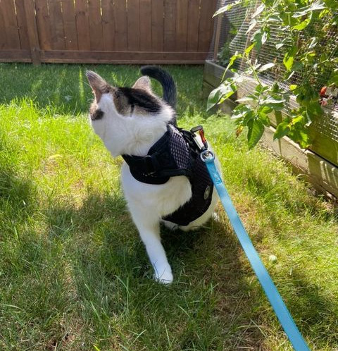 Tripawd Cat Harness Demo