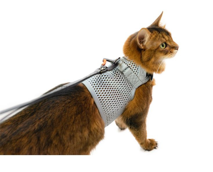 Can the Sleepypod Martingale Cat Harness Impress Quiggle? - Tripawds Gear