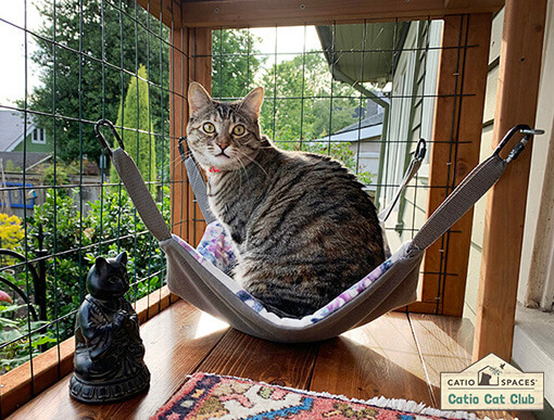 Cat on sale enclosure hammock