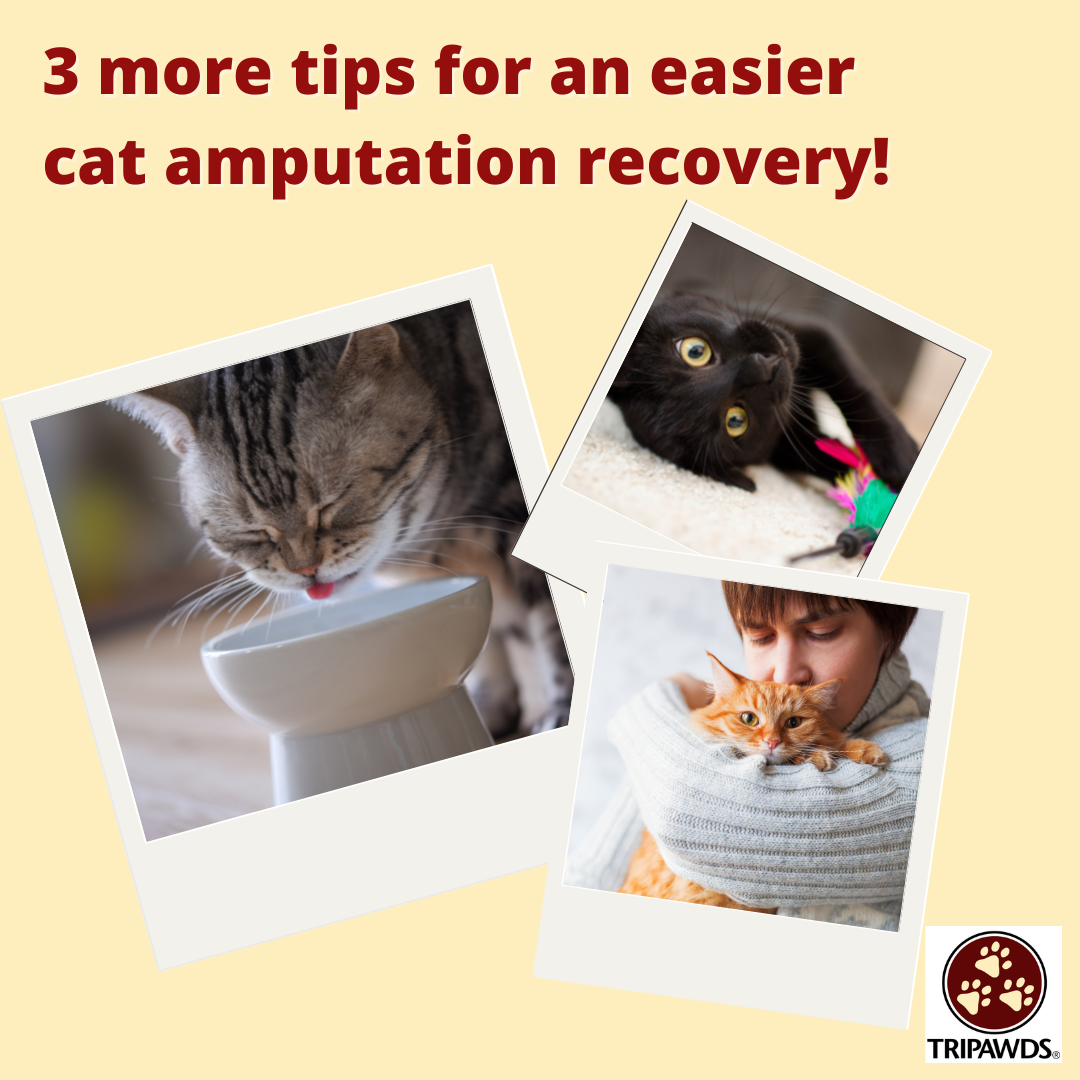 cat amputation recovery shopping list