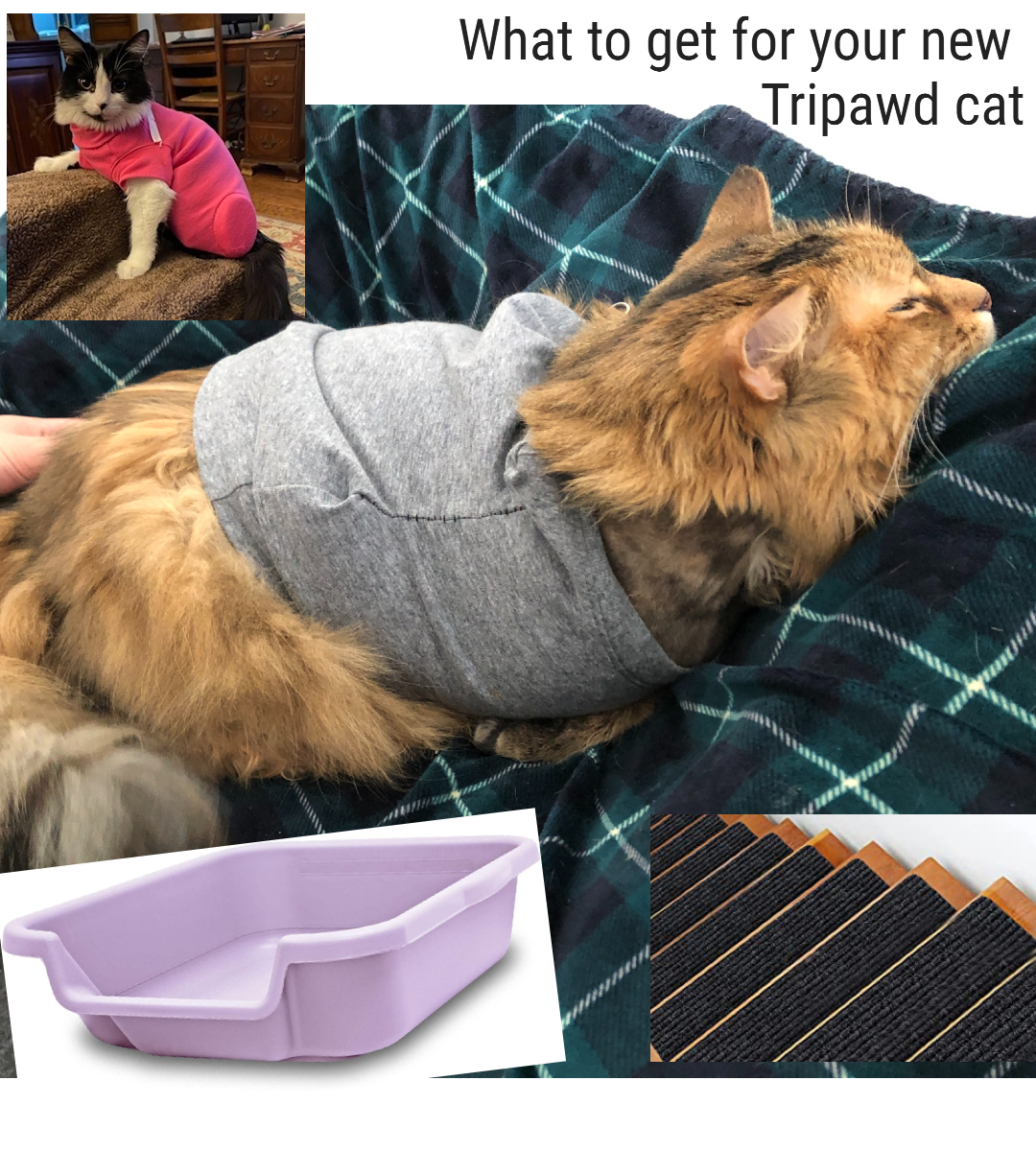 Tripawd Cat Recovery Shopping List Part 1