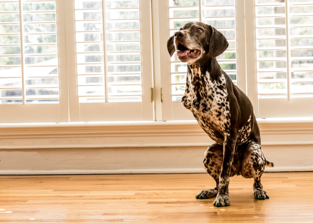 can dogs walk on wooden floors