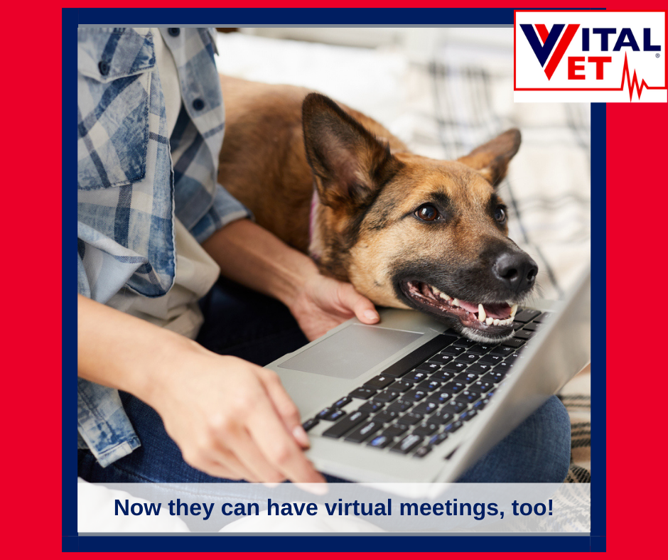 Tripawd Rehab Therapy Virtual Consulting