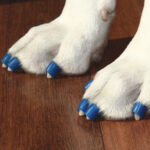 Order Tripawd Traction ToeGrips