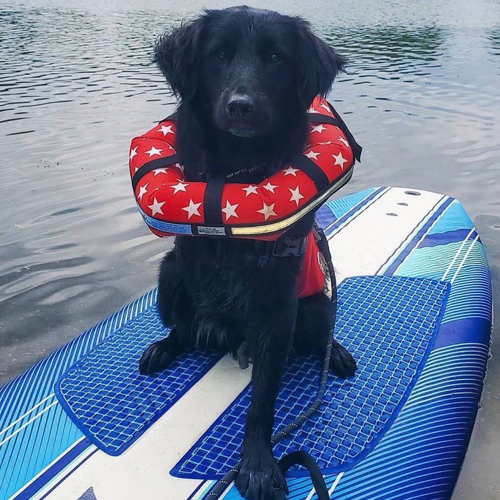 Tripawd swimming safety