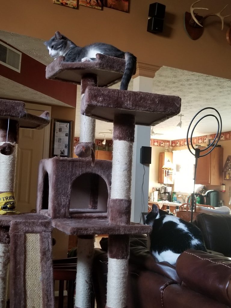 Tripawd Cat Tree