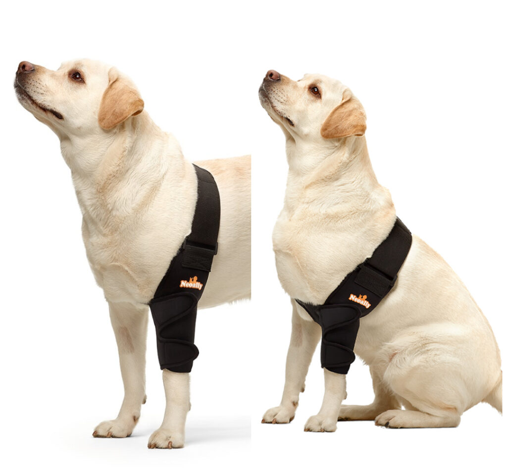 amputee dog elbow protector