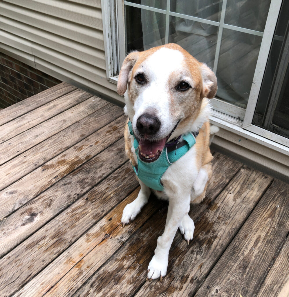 New Tripawd Tested Swamp Cooler Harness by Ruffwear Gets 3-Paws Up! -  Tripawds Gear