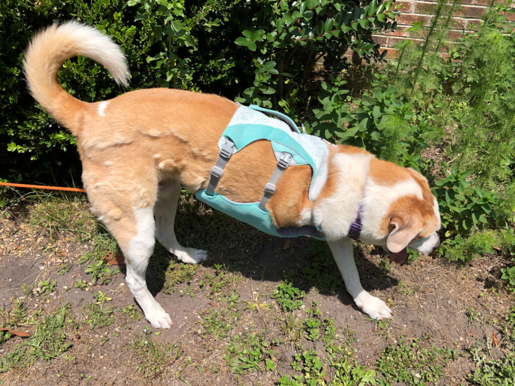 New Tripawd Tested Swamp Cooler Harness by Ruffwear Gets 3 Paws Up