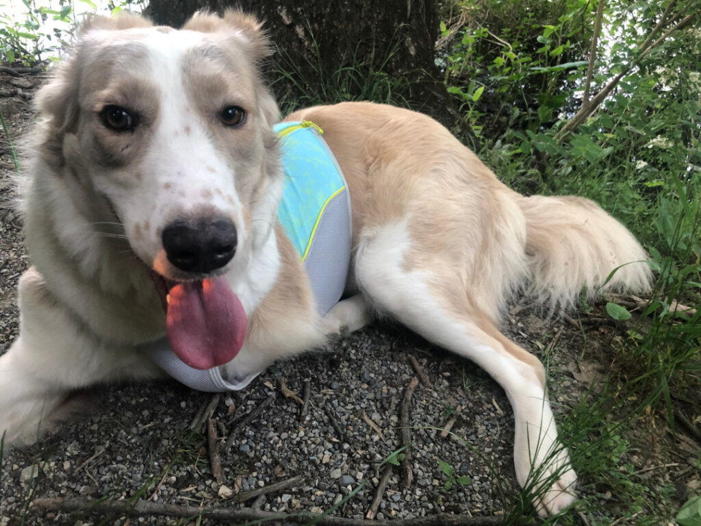 Ruffwear gear for tripod dog Eileen