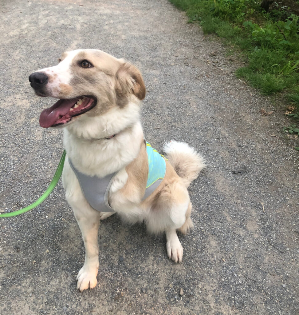 Tripawd Eileen tries cooling vest by Ruffwear