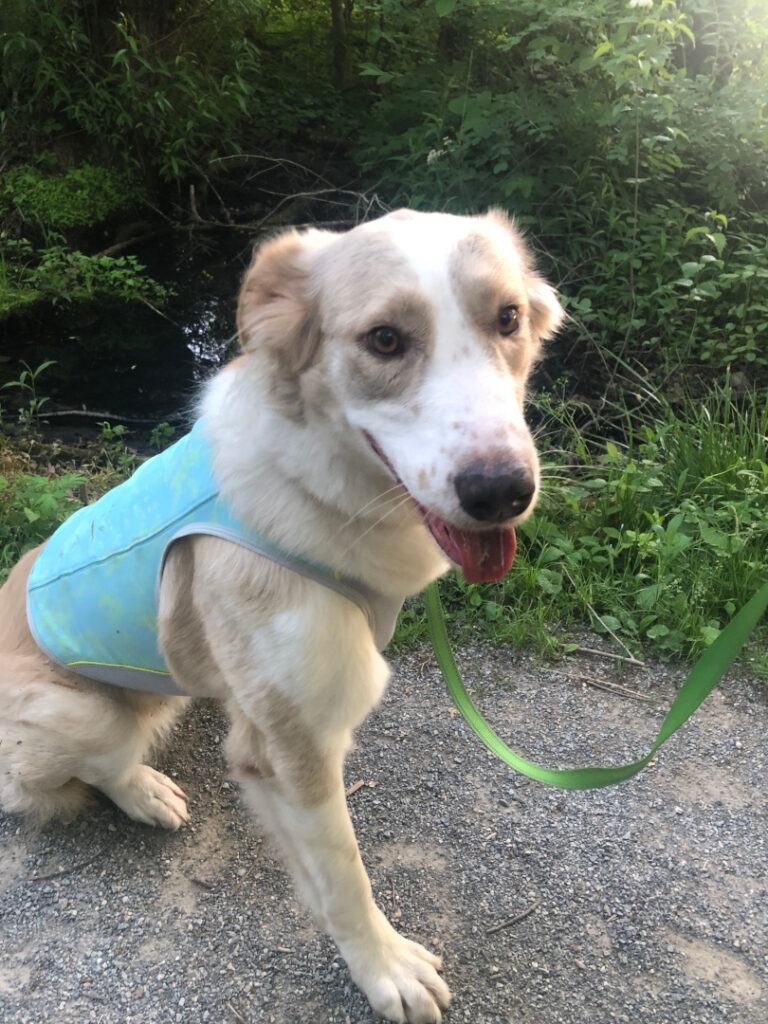 Ruffwear Cooling Vest for Tripawd Eileen