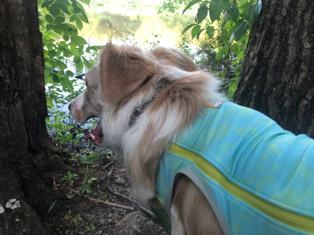 front leg tripod dog vest test