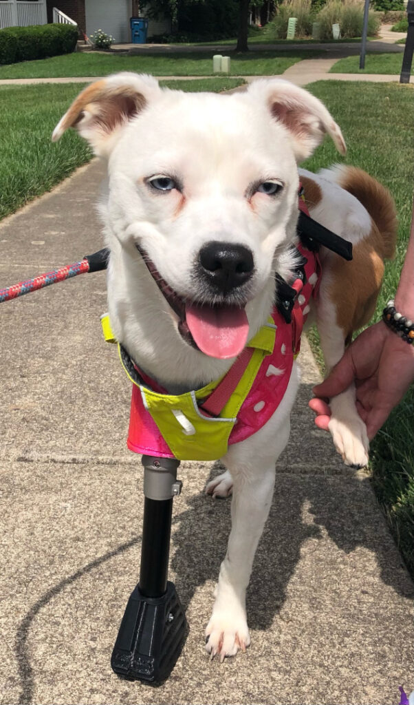 Tripawd dog harness and prosthetic