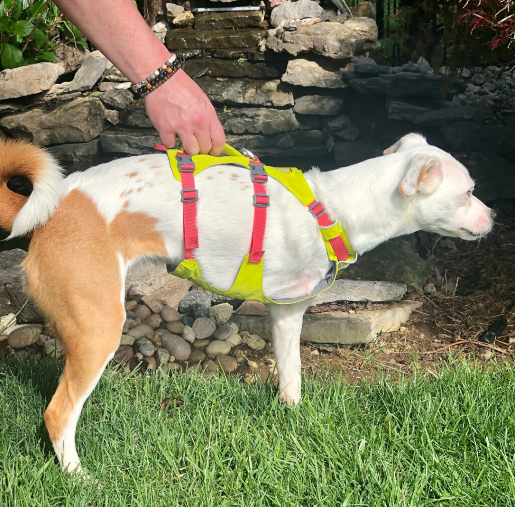 Tripod dog clearance harness